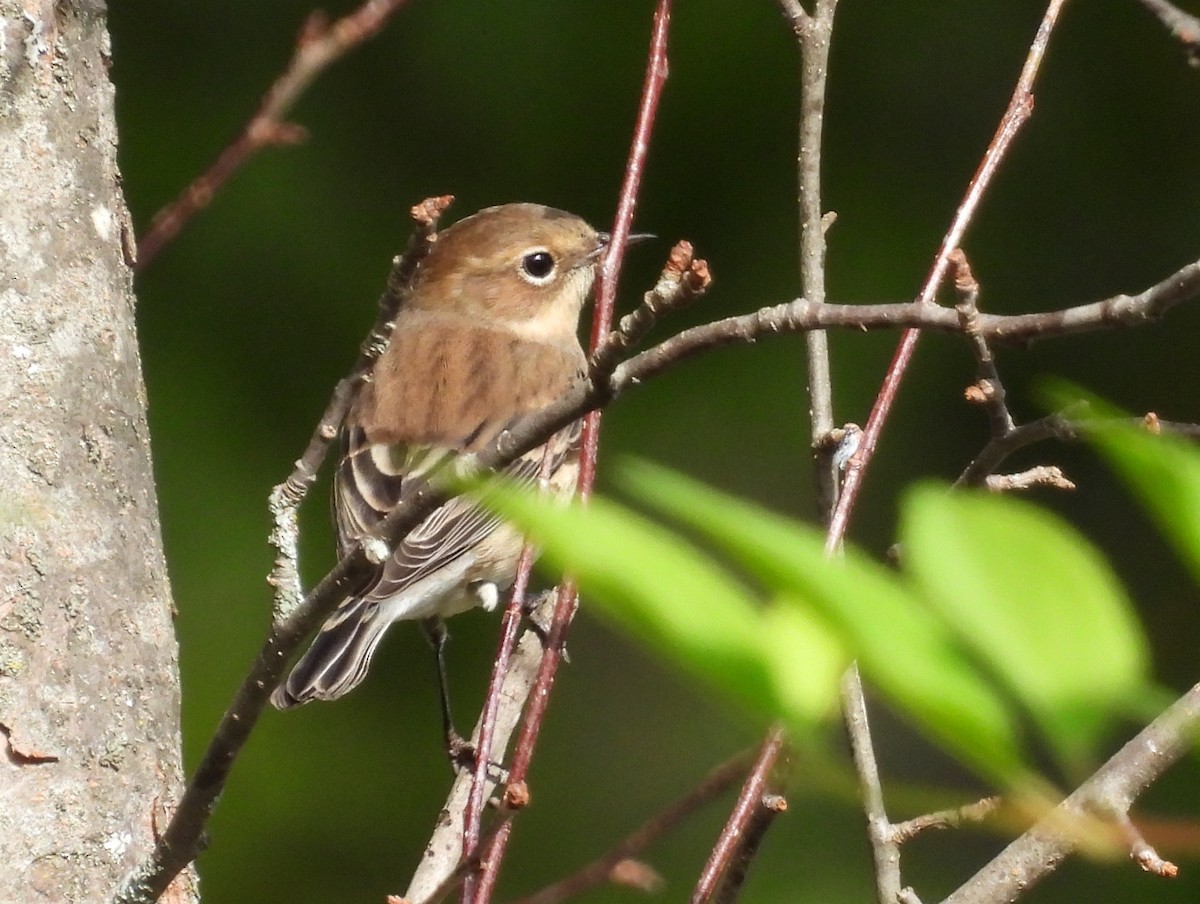 Yellow-rumped Warbler - ML642679093