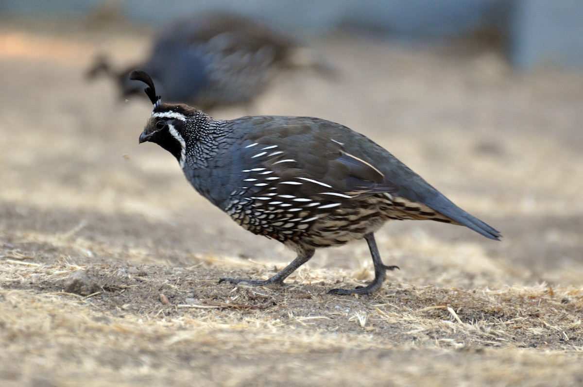 California Quail - ML642679094