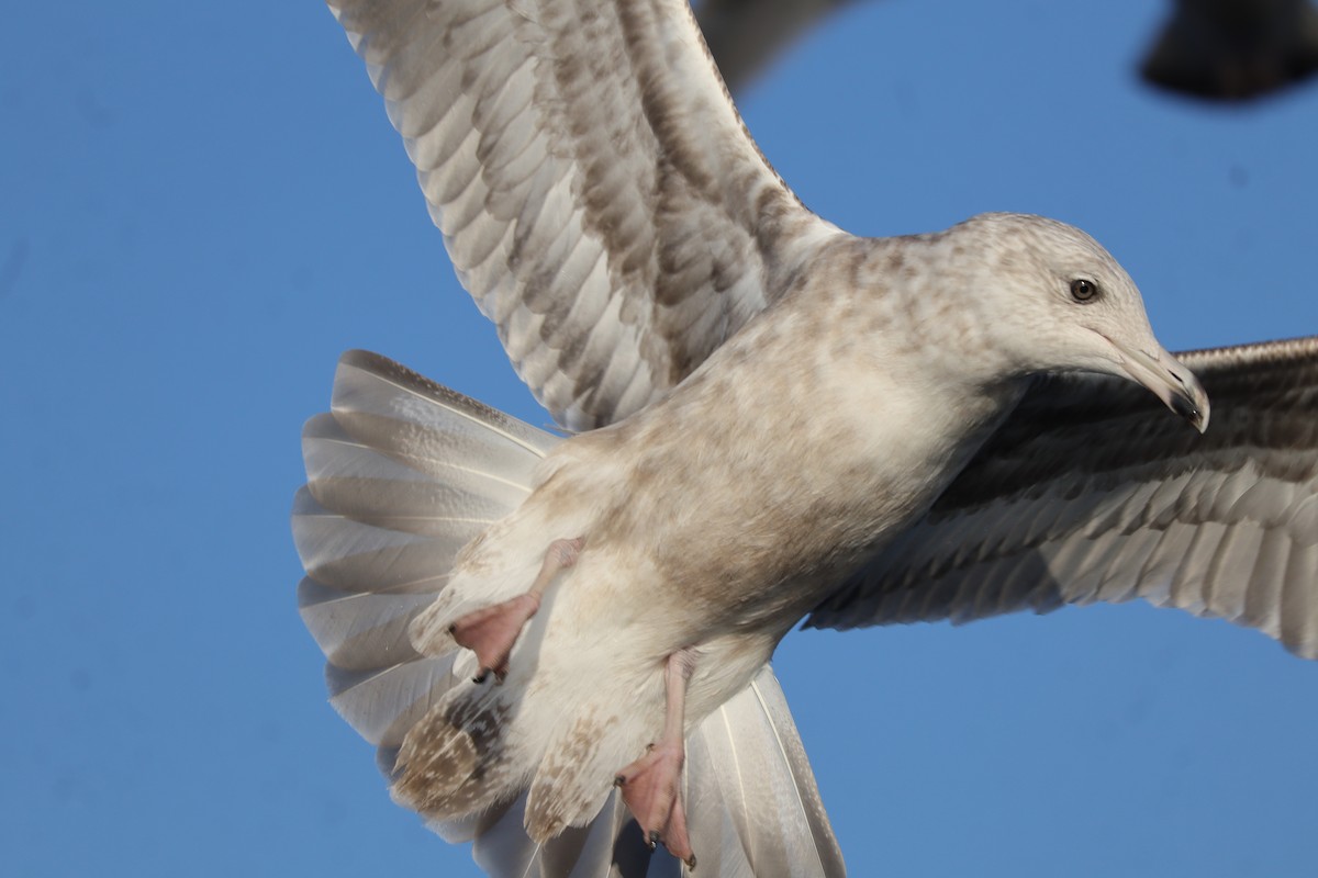 Ring-billed Gull - ML642679096