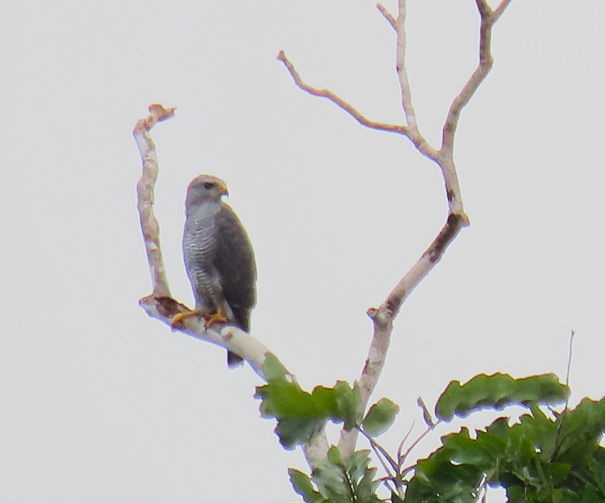 Gray Hawk - ML642679097