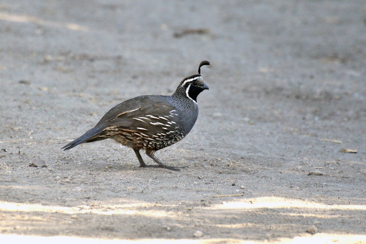 California Quail - ML642679099