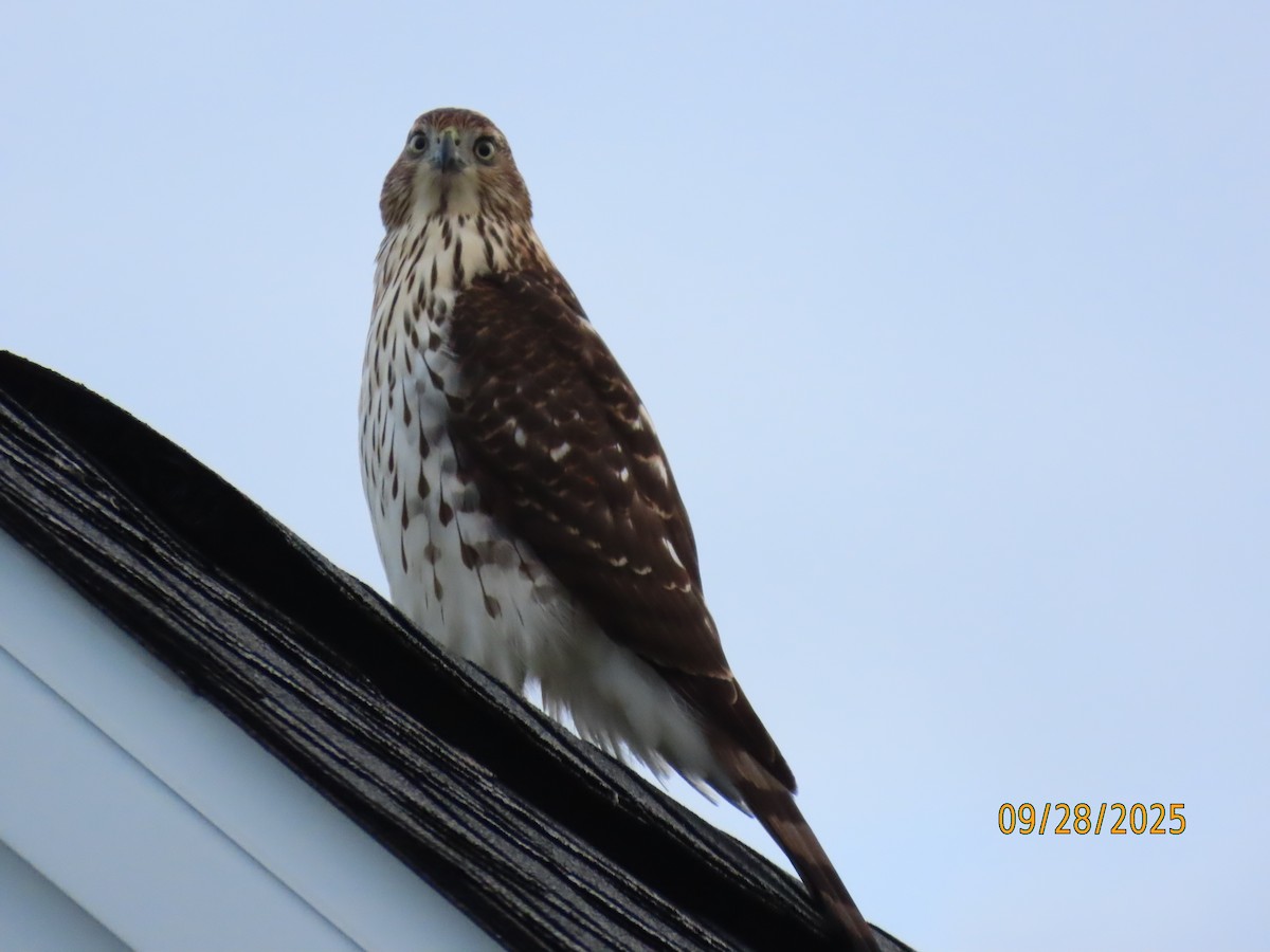 Cooper's Hawk - ML642679100