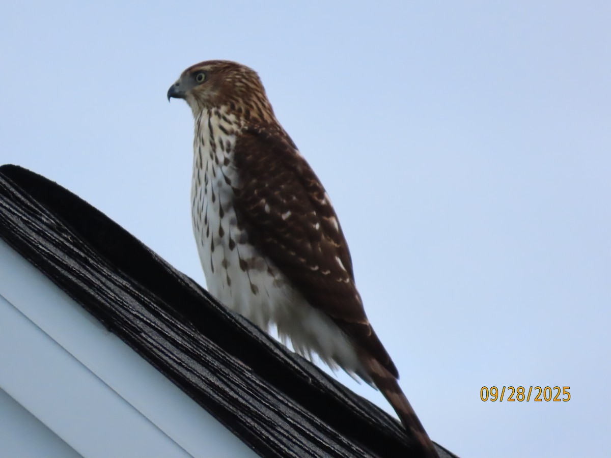 Cooper's Hawk - ML642679101