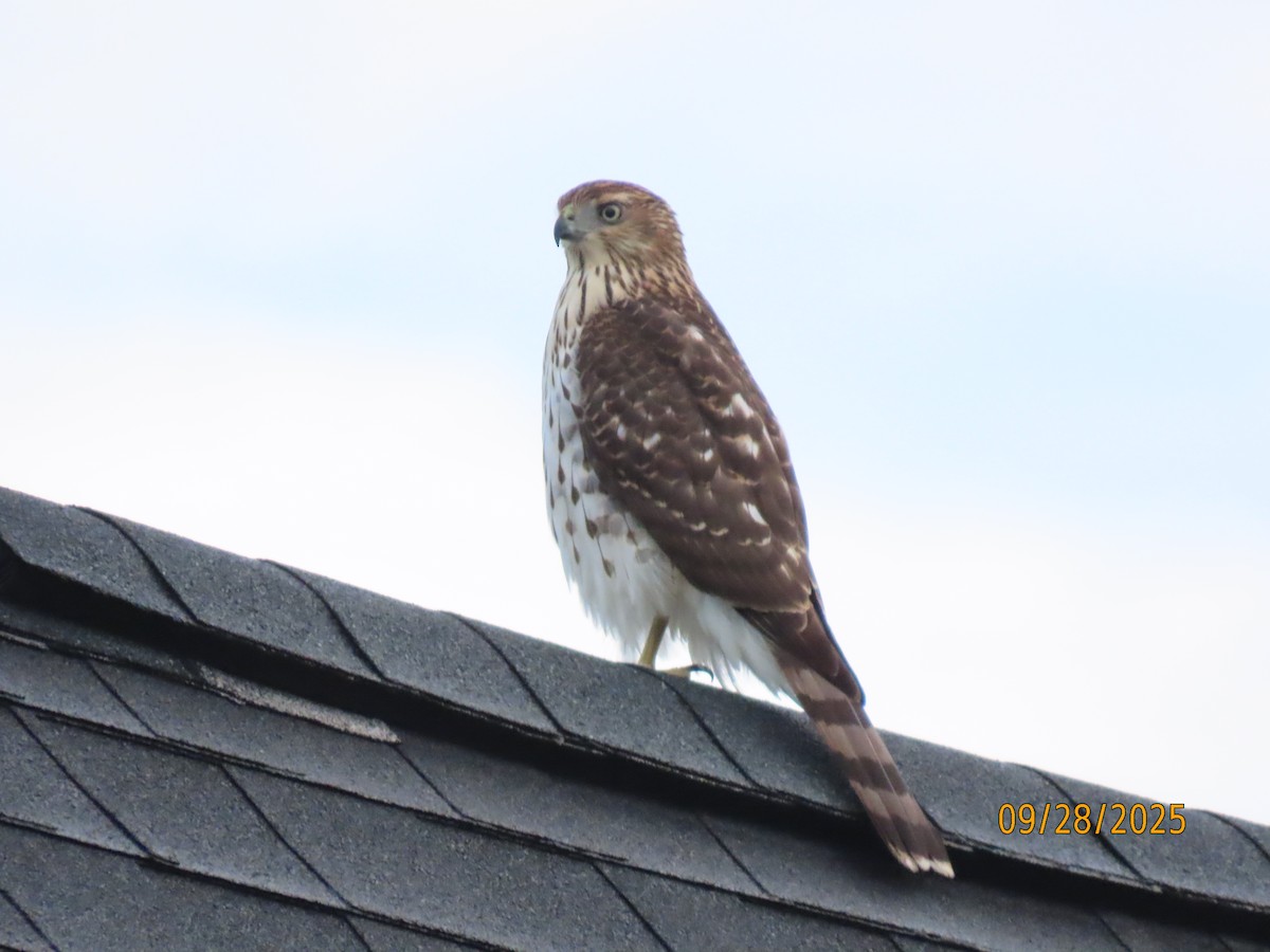 Cooper's Hawk - ML642679102