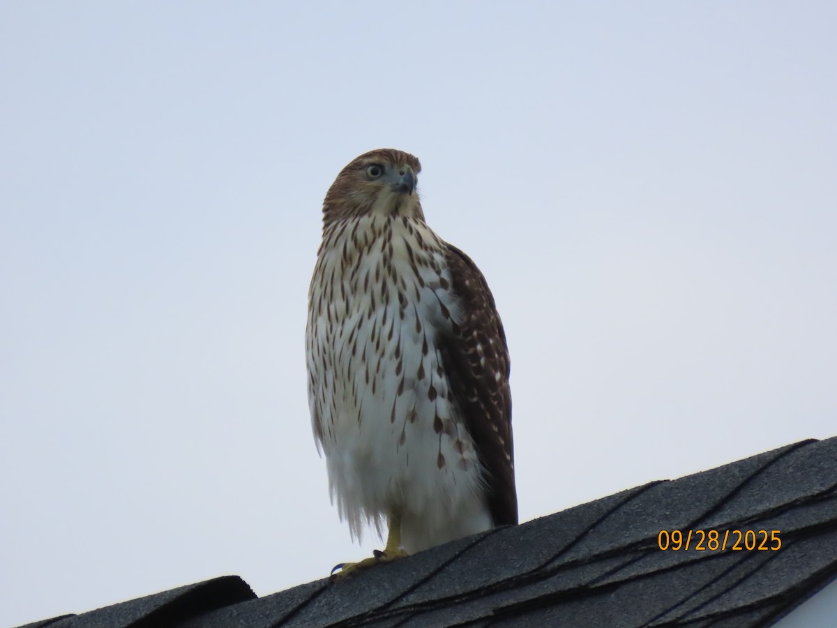 Cooper's Hawk - ML642679103