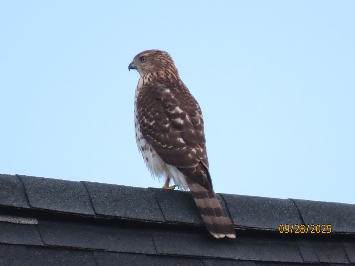 Cooper's Hawk - ML642679104