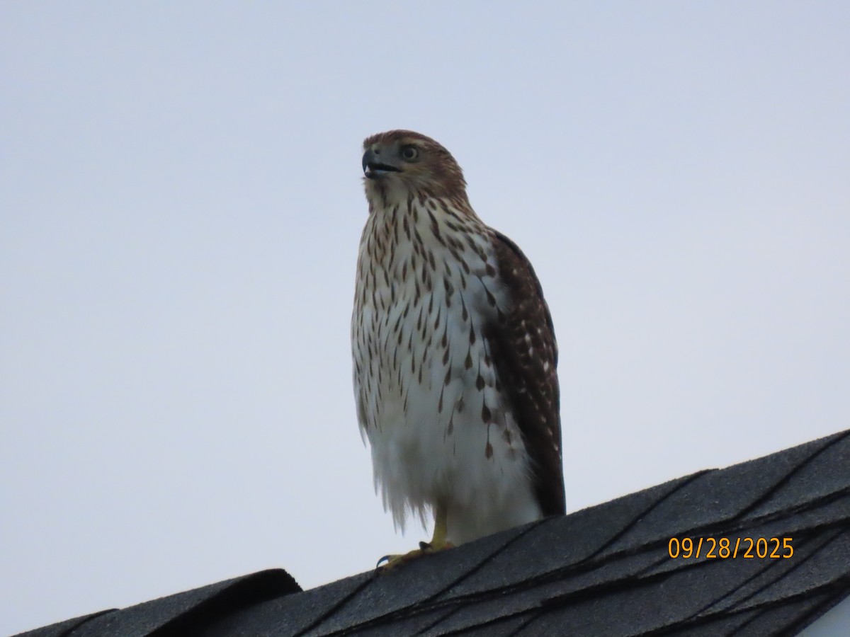Cooper's Hawk - ML642679105