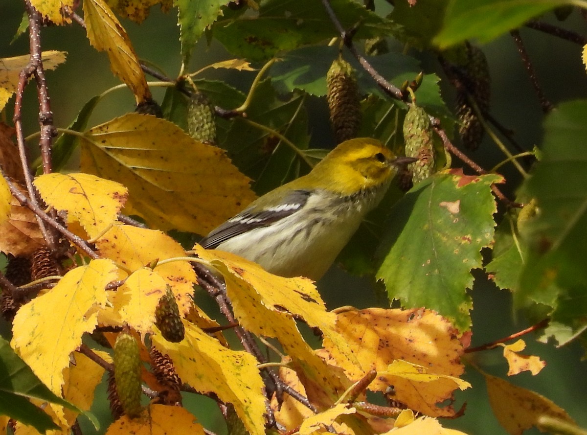 Black-throated Green Warbler - ML642679107