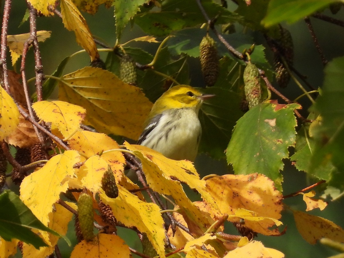 Black-throated Green Warbler - ML642679108