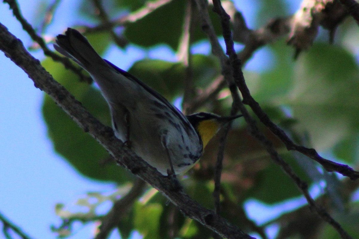 Yellow-throated Warbler - ML642679111