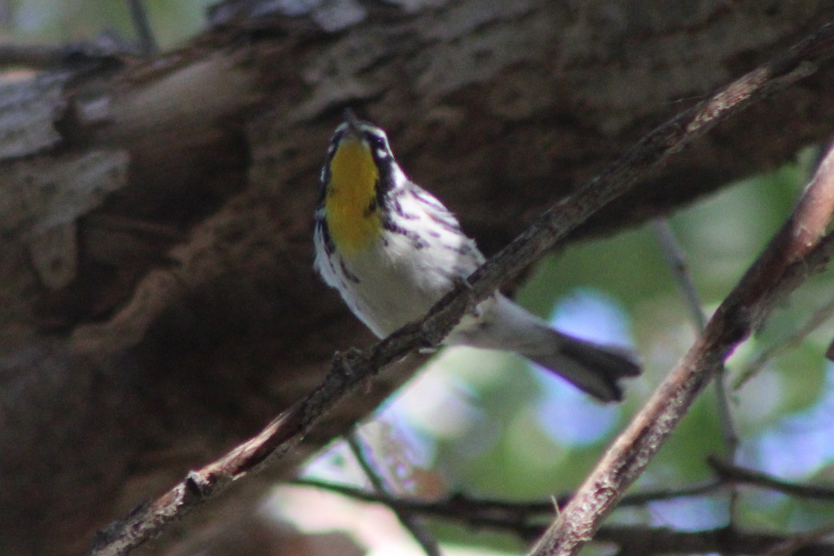 Yellow-throated Warbler - ML642679114