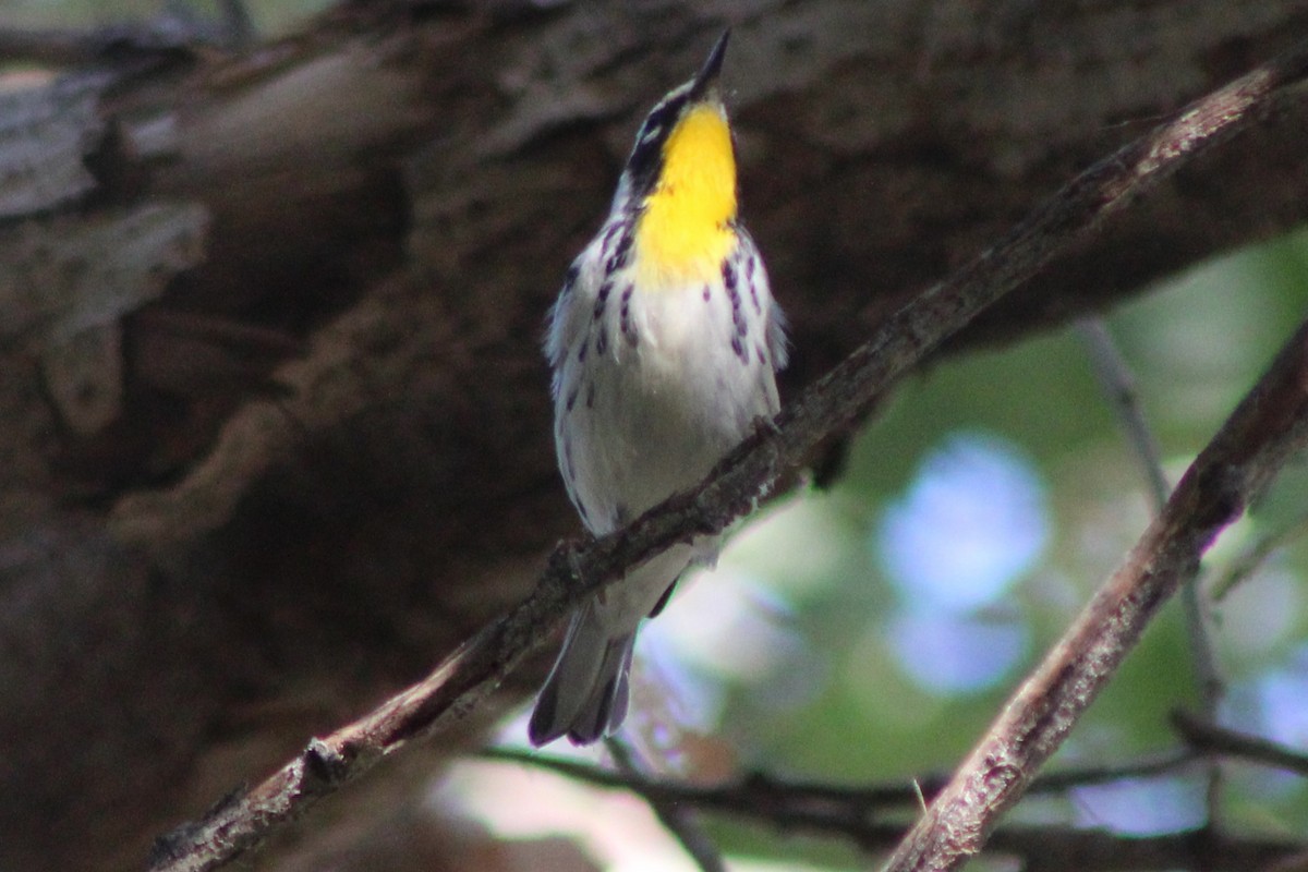 Yellow-throated Warbler - ML642679115