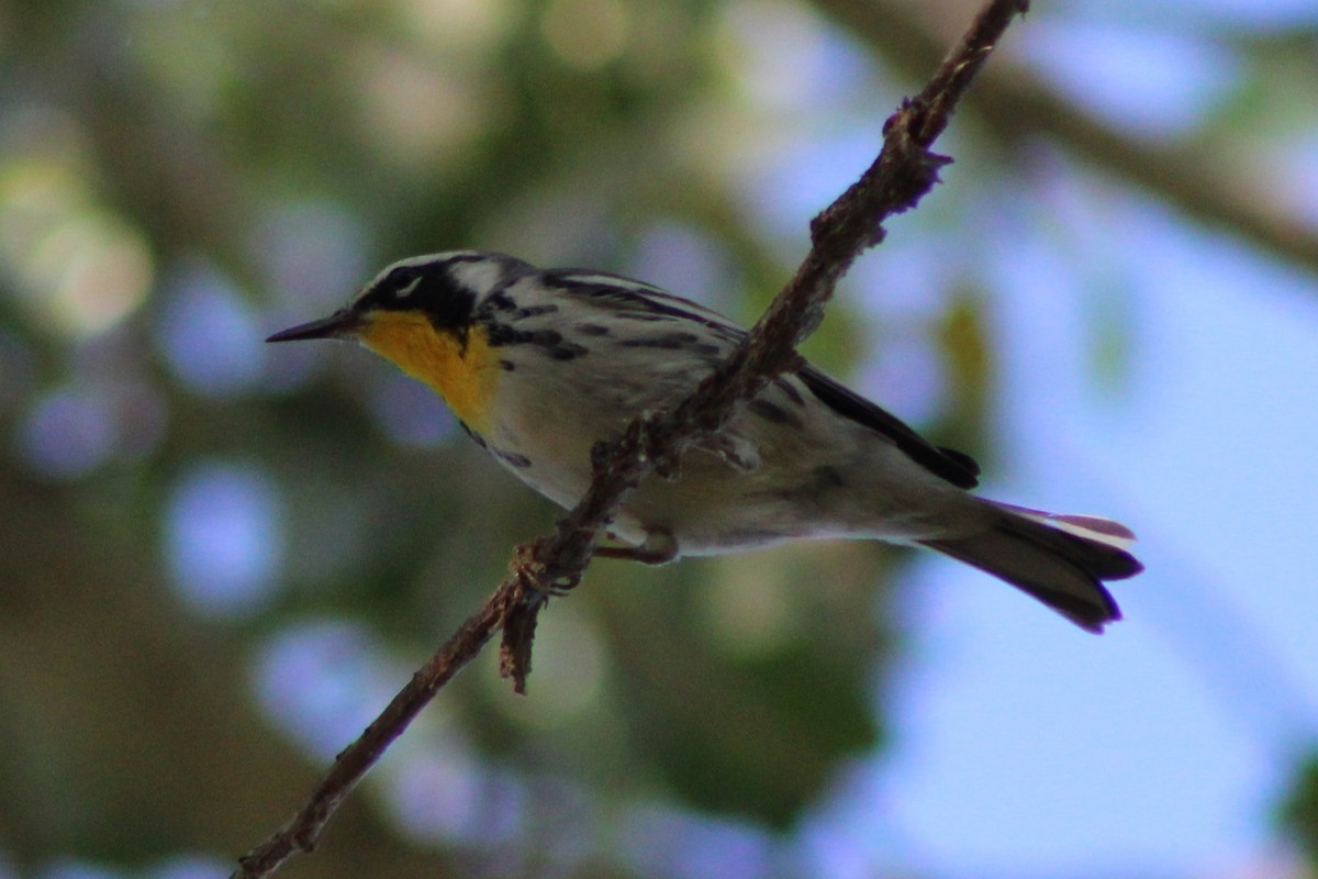 Yellow-throated Warbler - ML642679116