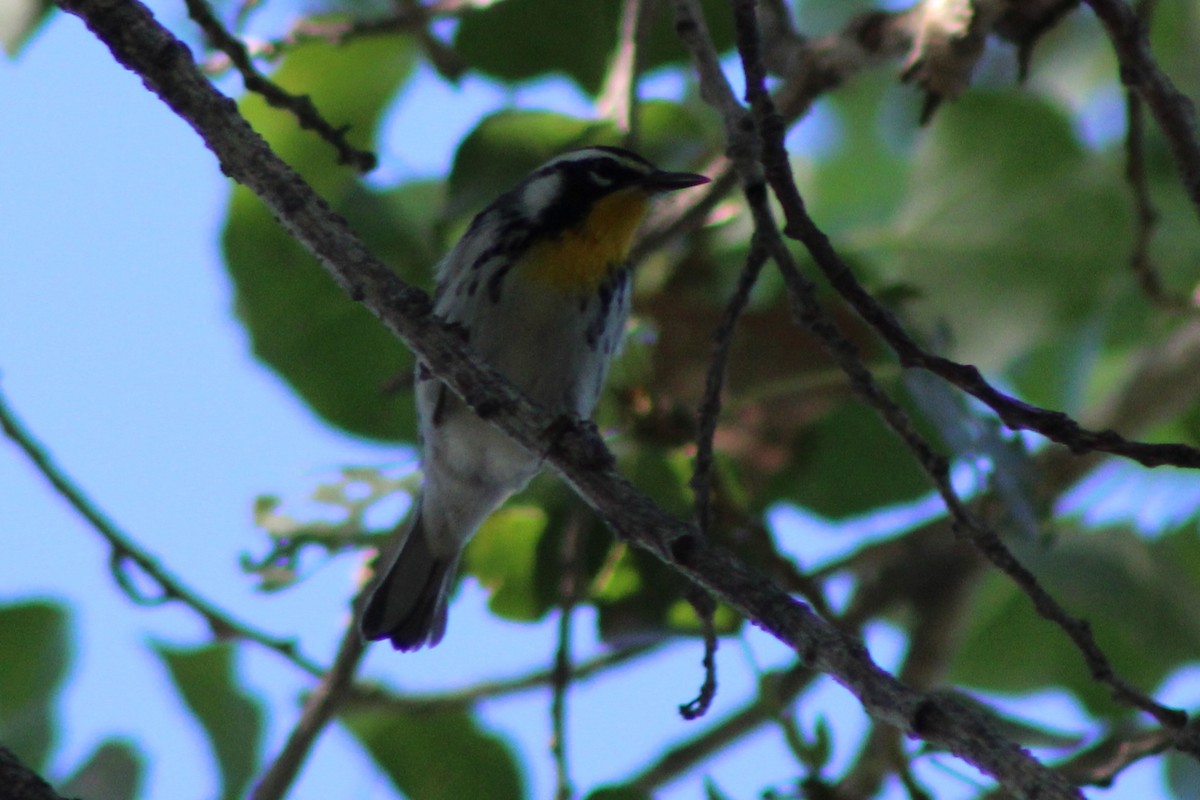 Yellow-throated Warbler - ML642679117