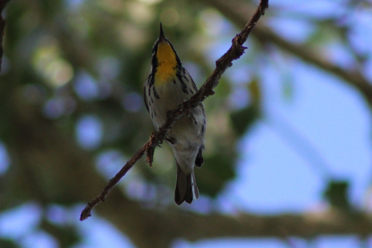 Yellow-throated Warbler - ML642679118