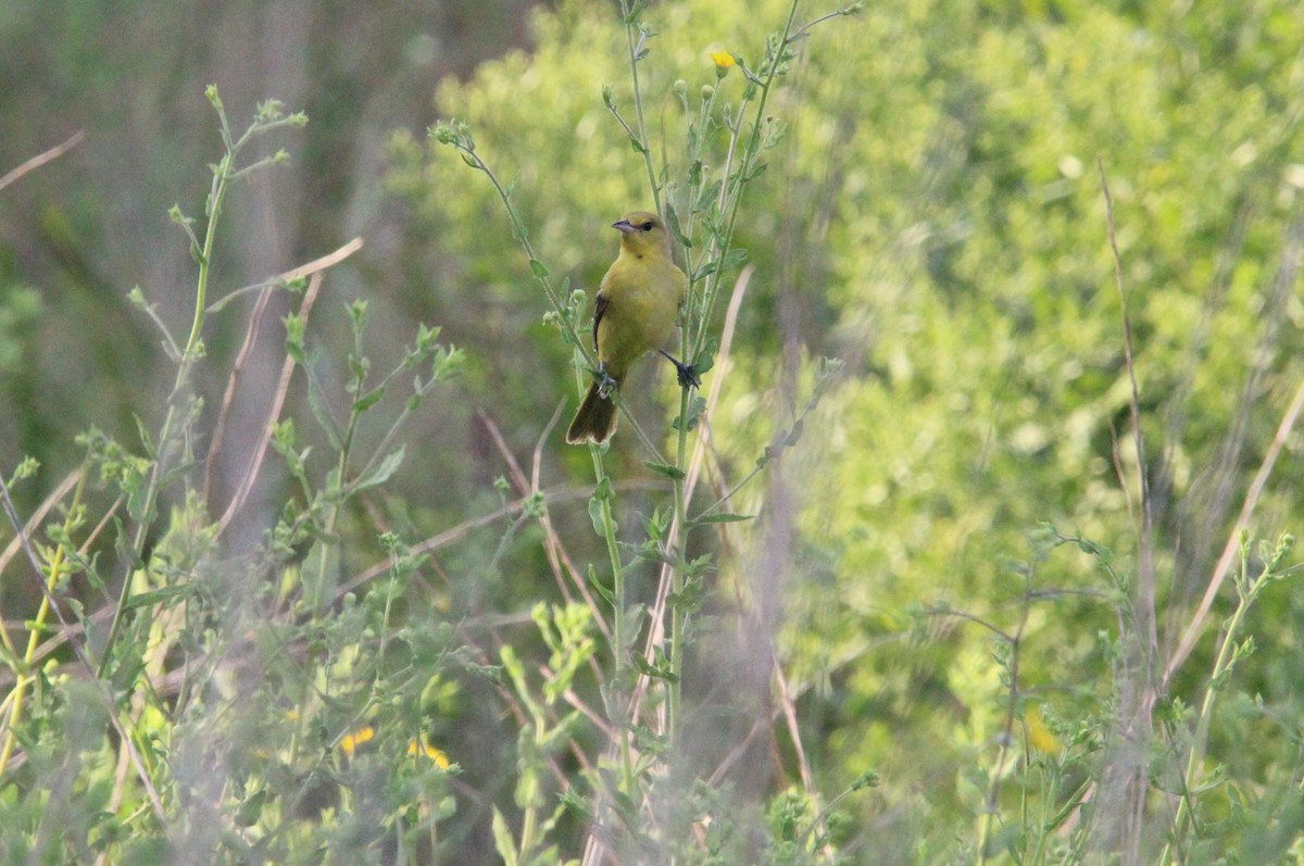 Orchard Oriole - ML642679120