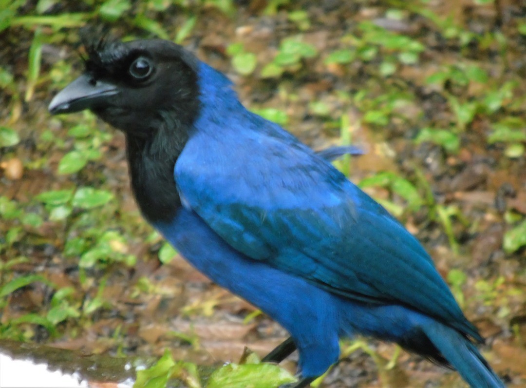 Azure Jay - ML642679122