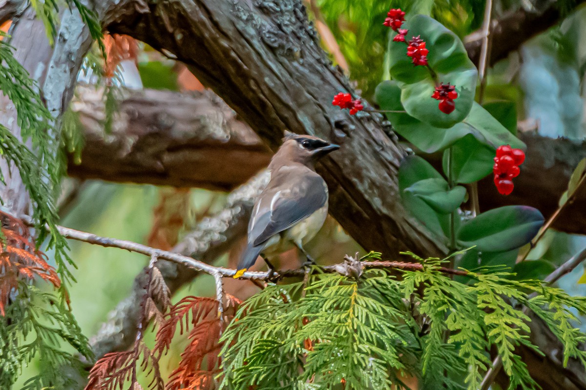 Cedar Waxwing - ML642679123