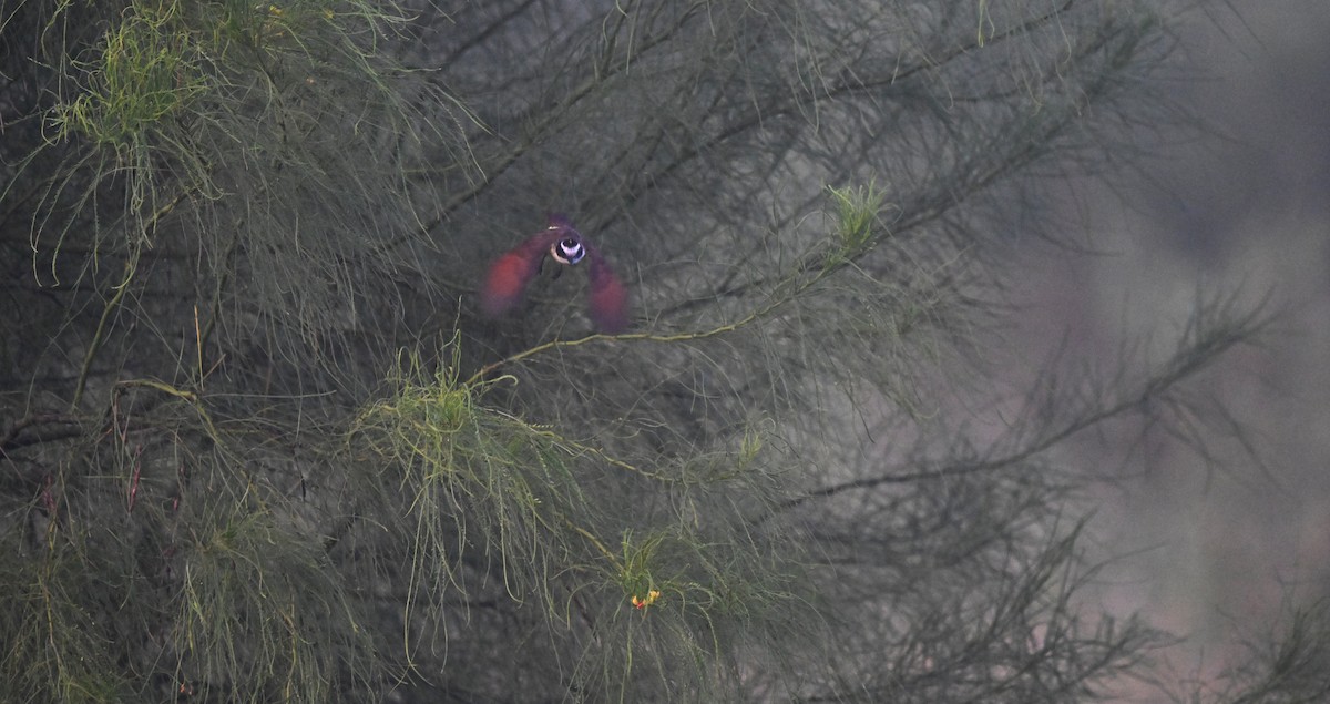 Great Kiskadee - ML642679124