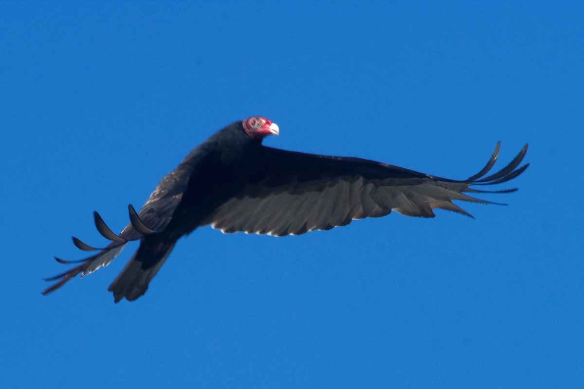 Turkey Vulture - ML642679125