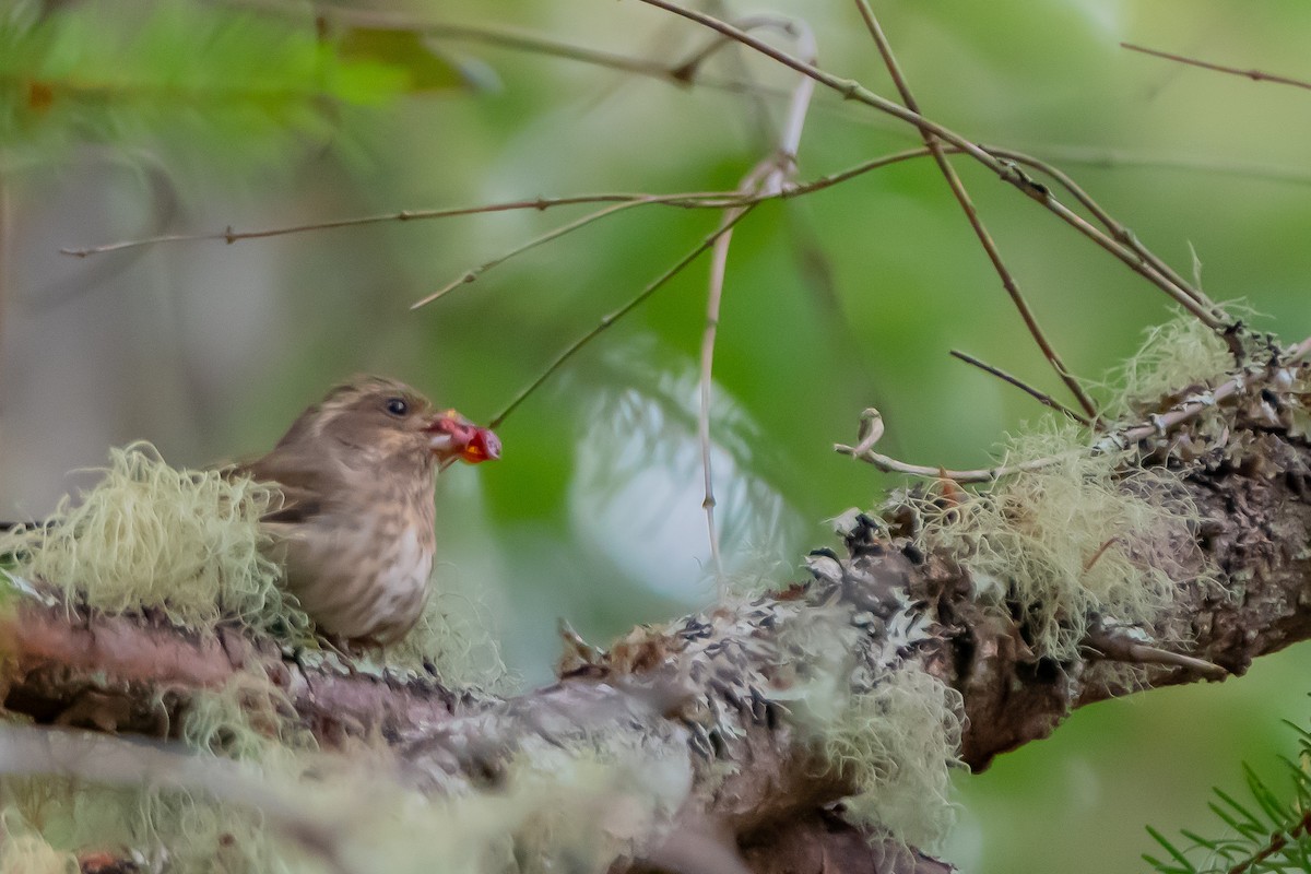 Purple Finch - ML642679146