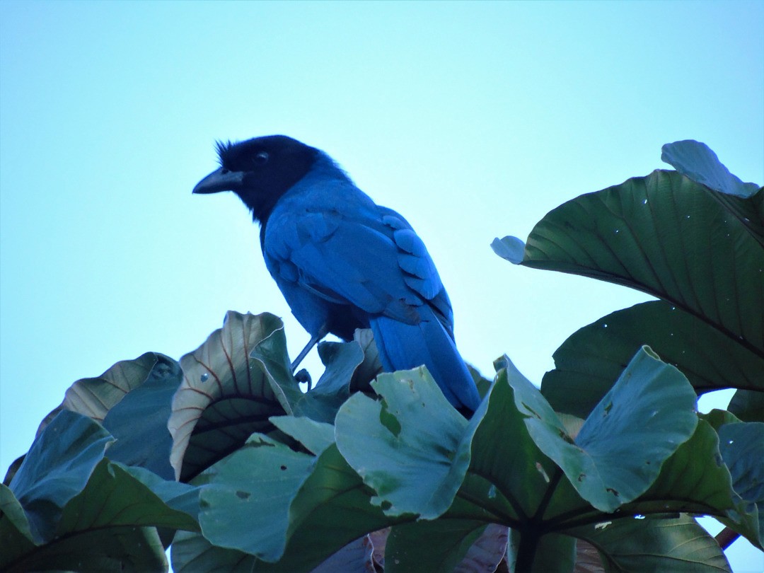 Azure Jay - ML642679157