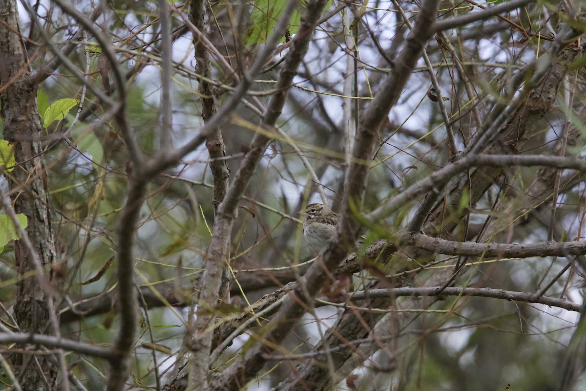 Lark Sparrow - ML642679162