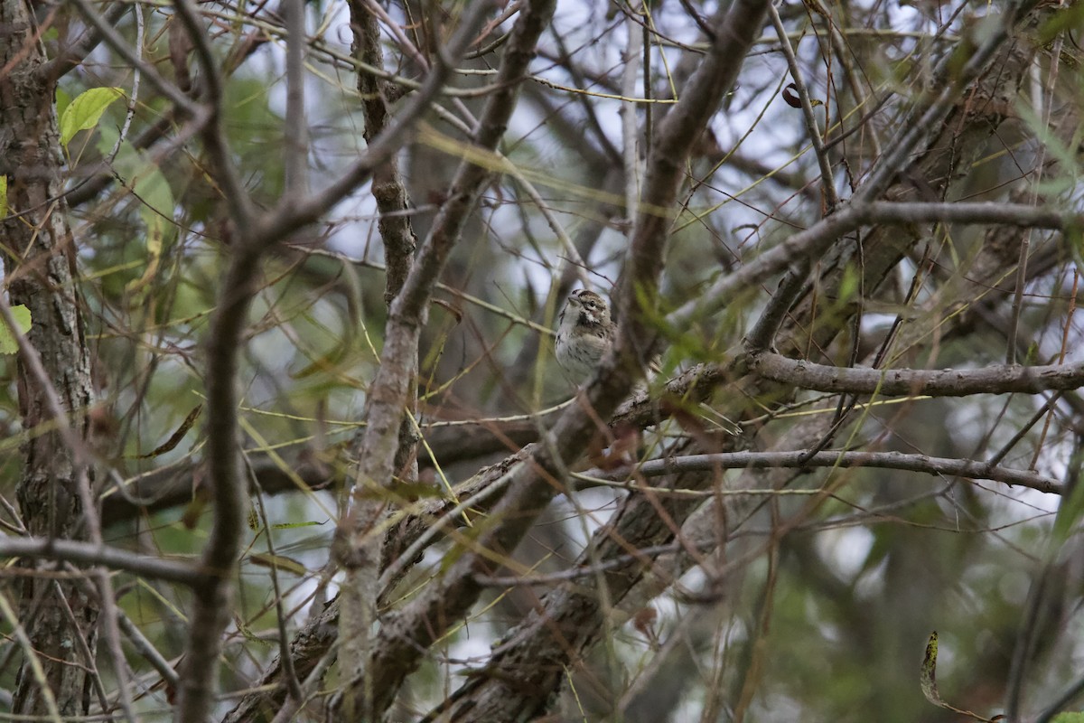 Lark Sparrow - ML642679163