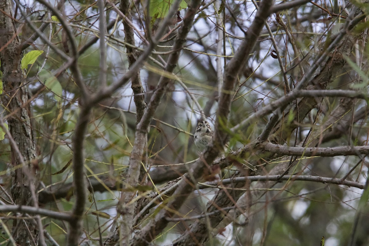 Lark Sparrow - ML642679164
