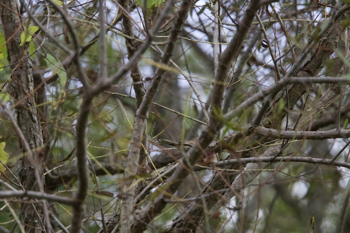 Lark Sparrow - ML642679165