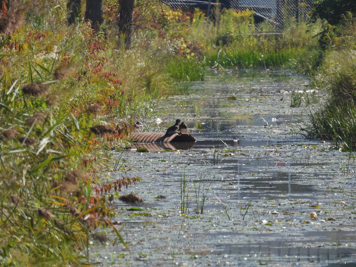 Hooded Merganser - ML642679171