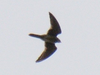 American Kestrel - ML642679182