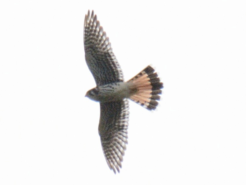 American Kestrel - ML642679183