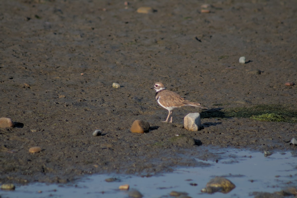Killdeer - ML642679187