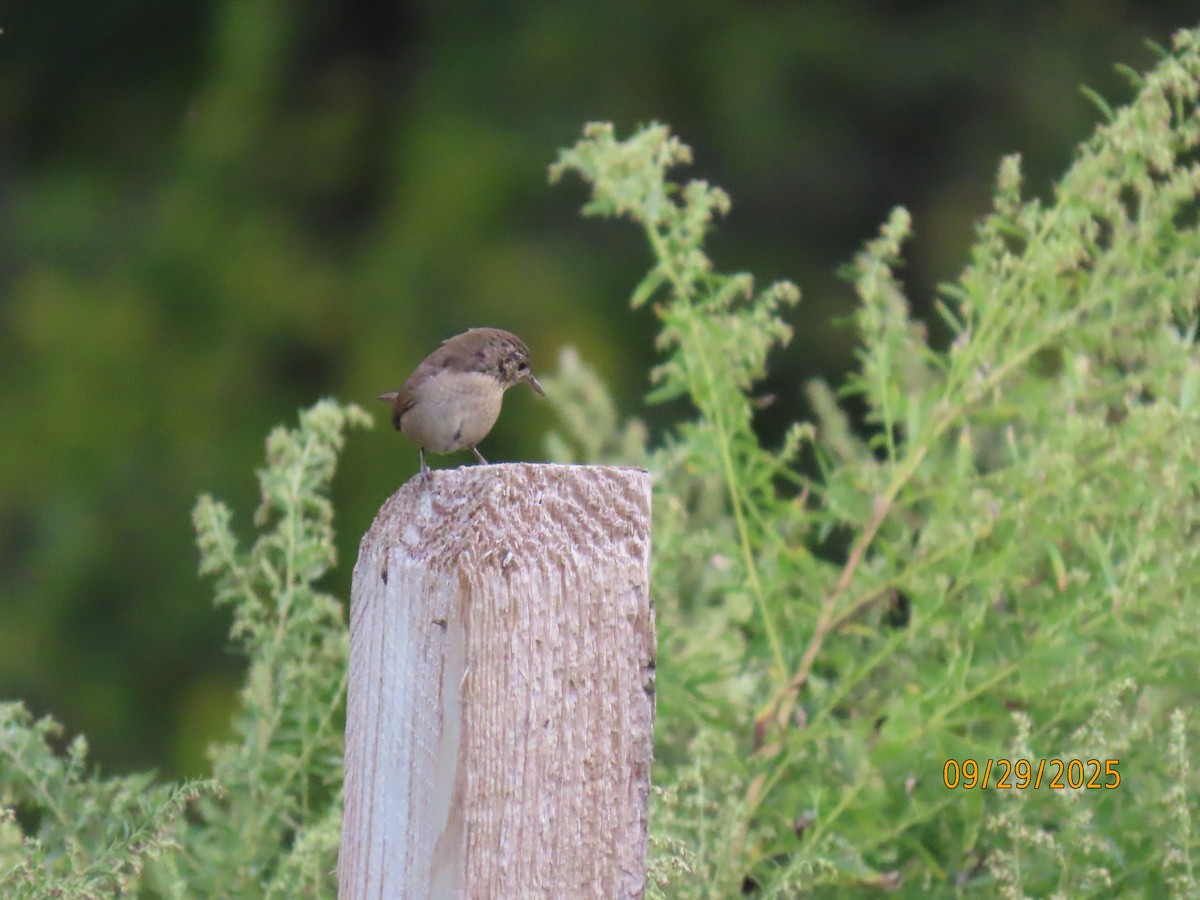 Northern House Wren - ML642679196