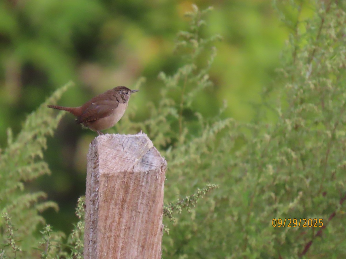 Northern House Wren - ML642679197