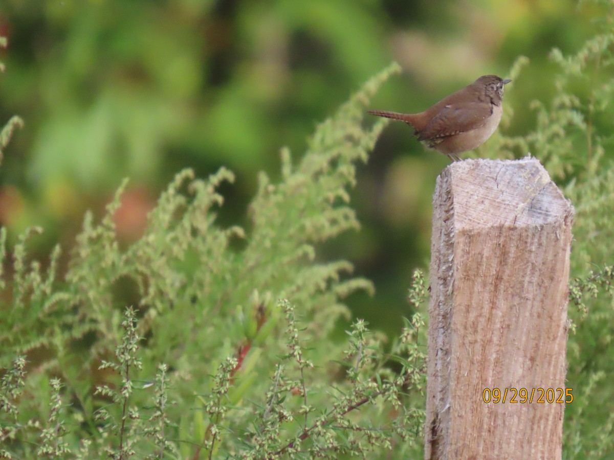 Northern House Wren - ML642679198