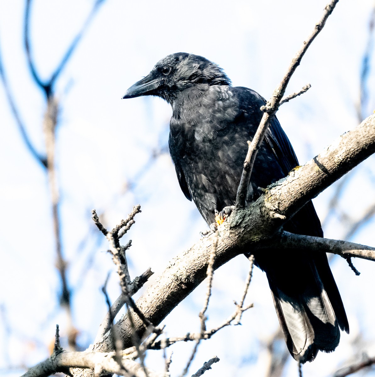 American Crow - ML642679203