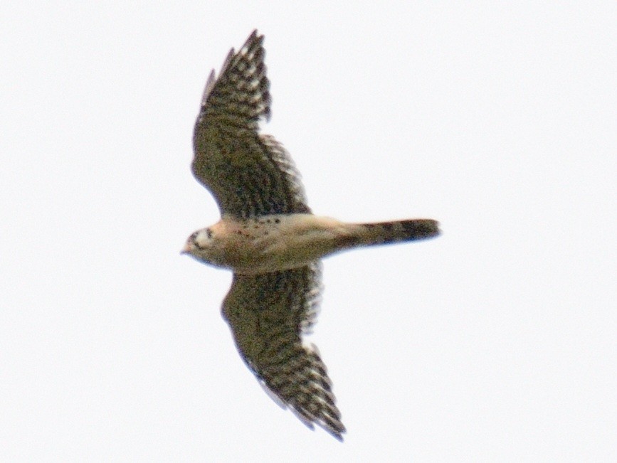 American Kestrel - ML642679204