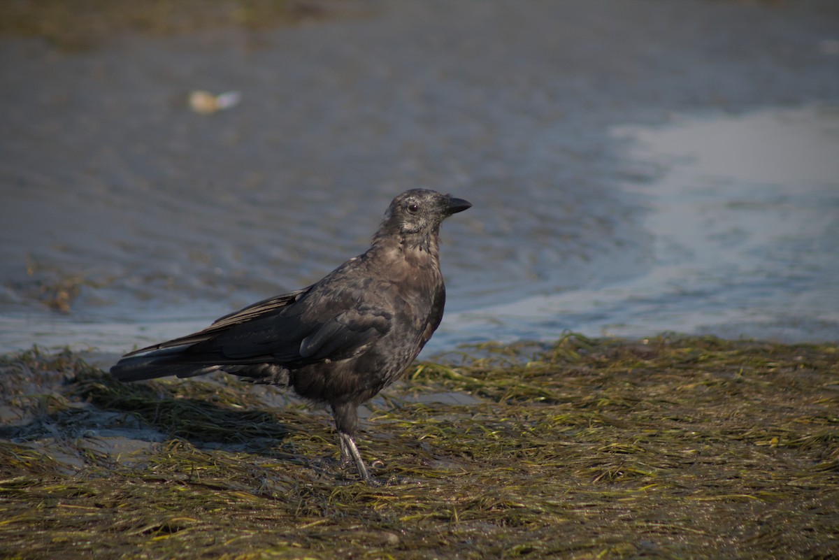 American Crow - ML642679210