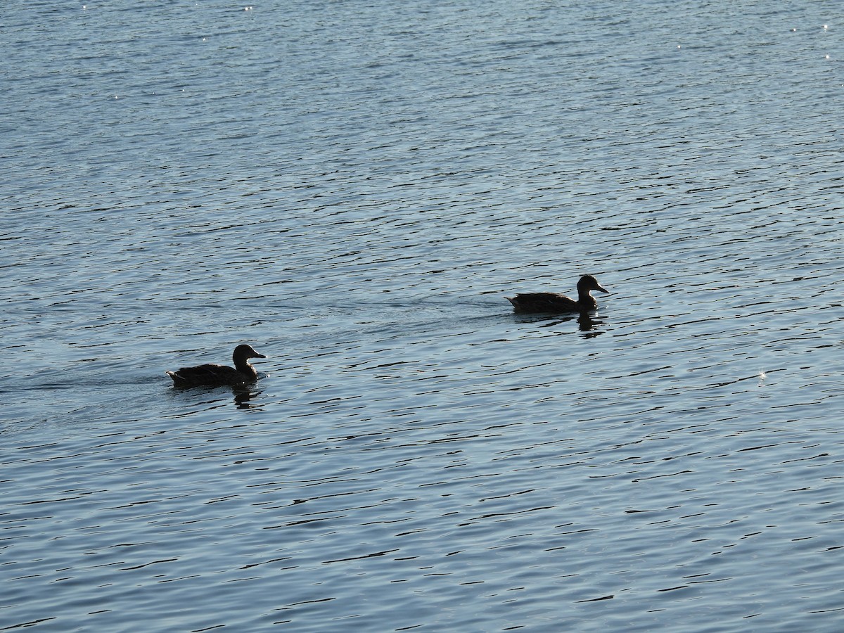 Mallard - ML642679212