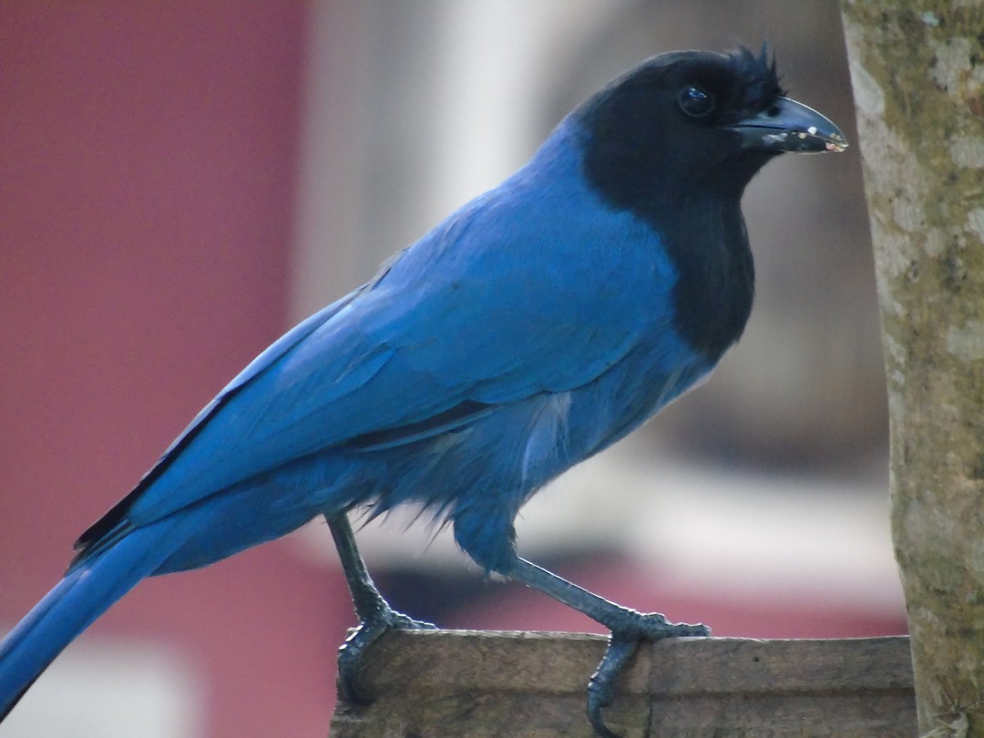 Azure Jay - ML642679215