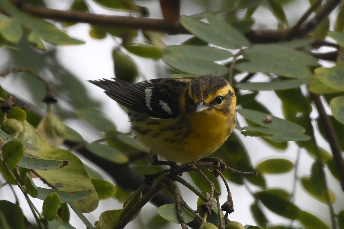 Blackburnian Warbler - ML642679222