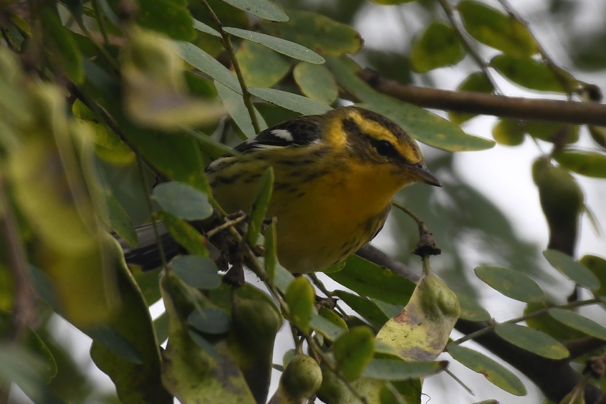 Blackburnian Warbler - ML642679223