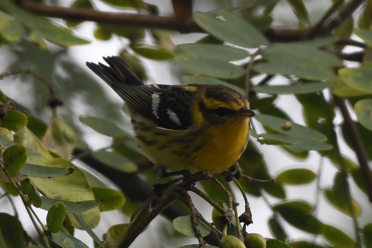 Blackburnian Warbler - ML642679224