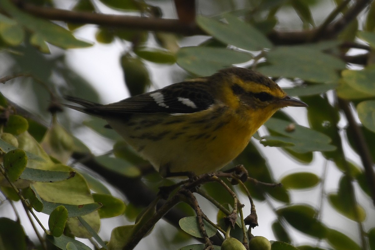 Blackburnian Warbler - ML642679225