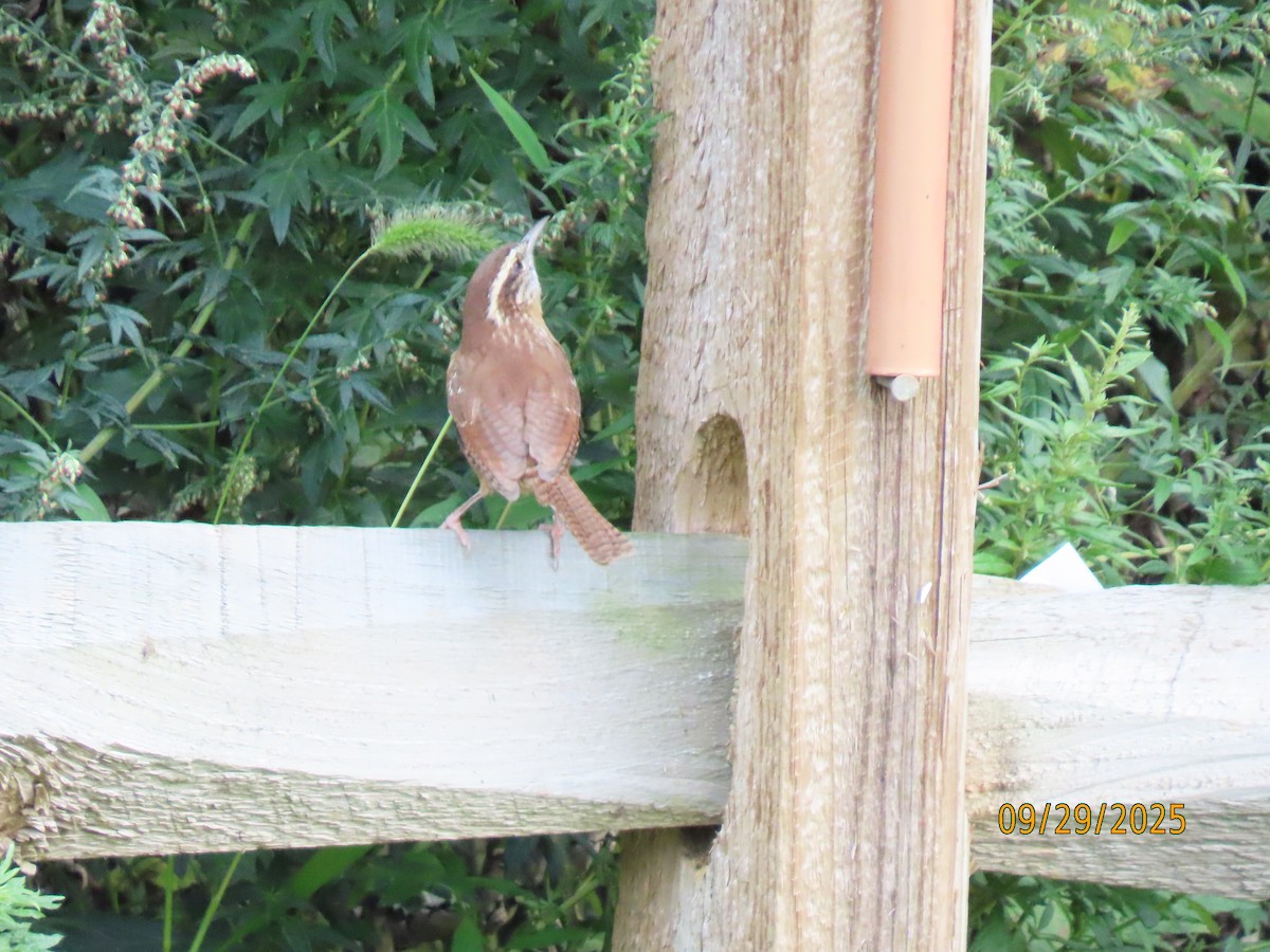 Carolina Wren - ML642679229