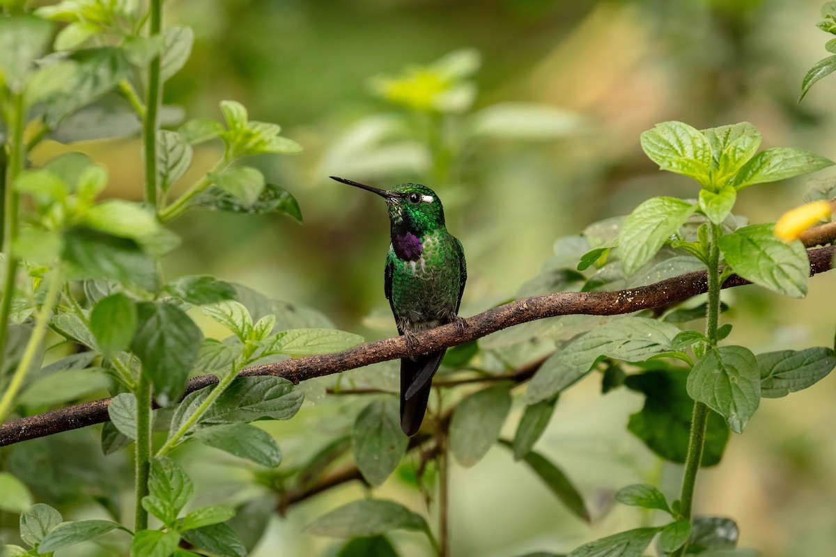 Purple-bibbed Whitetip - ML642679230