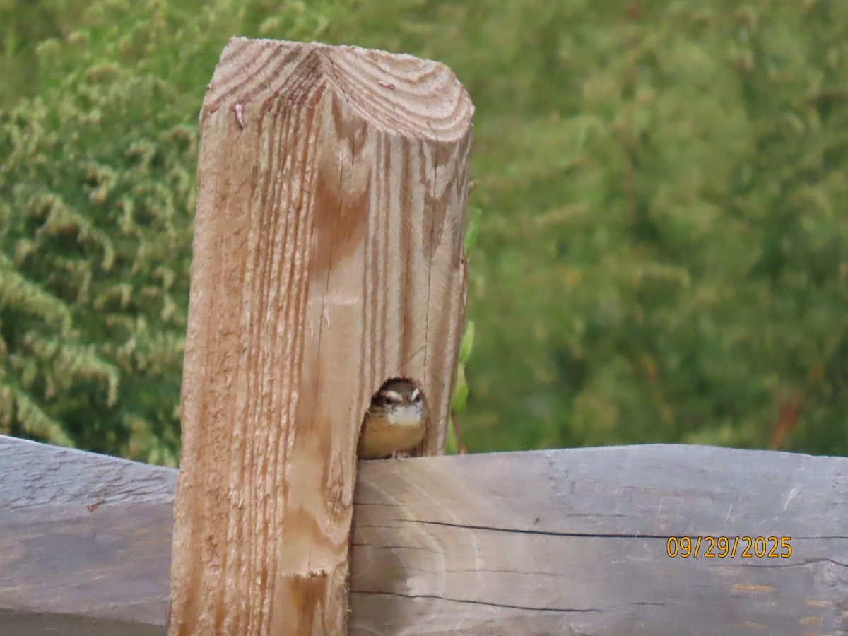 Carolina Wren - ML642679231