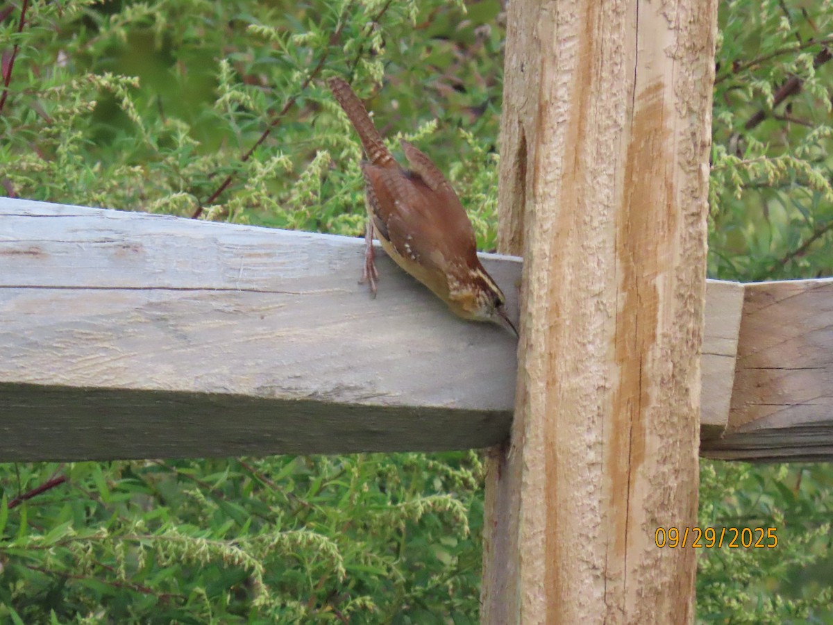 Carolina Wren - ML642679233
